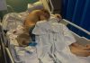 Given 48 Hours to Live, Regional Champion Boxer Scores Stunning Stoppage Win a Year Later